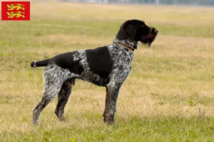 Read more about the article German Wirehair breeders and puppies in Normandy