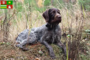 Read more about the article German Wirehair breeders and puppies in Pilsen