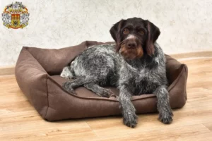 Read more about the article German Wirehair breeders and puppies in Prague