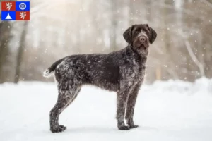 Read more about the article German Wirehair breeders and puppies in Liberec