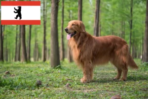 Read more about the article Golden Retriever breeders and puppies in Berlin