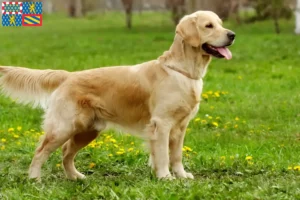 Read more about the article Golden Retriever breeders and puppies in Bourgogne-Franche-Comté