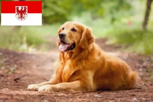 Read more about the article Golden Retriever breeders and puppies in Brandenburg