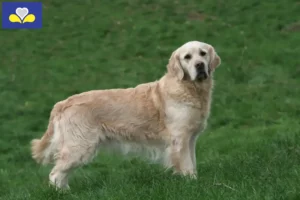 Read more about the article Golden Retriever breeders and puppies in the Brussels-Capital Region