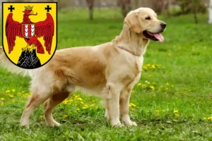 Read more about the article Golden Retriever breeders and puppies in Burgenland