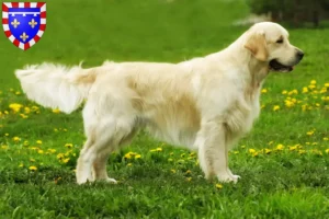 Read more about the article Golden Retriever breeders and puppies in Centre-Val de Loire