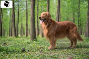 Read more about the article Golden Retriever breeders and puppies in Corsica