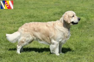 Read more about the article Golden Retriever breeders and puppies in Grand Est