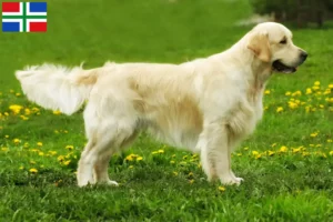 Read more about the article Golden Retriever breeders and puppies in Groningen