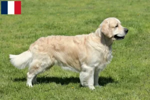 Read more about the article Golden Retriever breeders and puppies in Guadeloupe