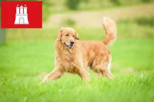 Read more about the article Golden Retriever breeders and puppies in Hamburg