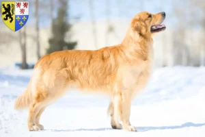 Read more about the article Golden Retriever breeders and puppies in Hauts-de-France