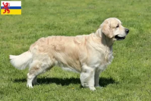 Read more about the article Golden Retriever breeders and puppies in Limburg