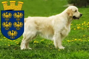 Read more about the article Golden Retriever breeders and puppies in Lower Austria