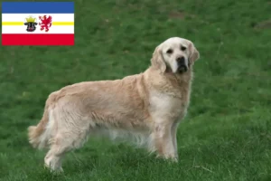 Read more about the article Golden Retriever breeders and puppies in Mecklenburg-Vorpommern