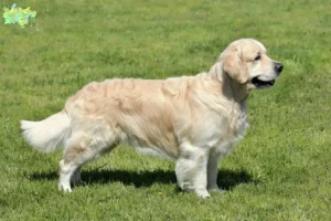 Read more about the article Golden Retriever breeders and puppies in Midtjylland