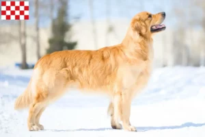 Read more about the article Golden Retriever breeders and puppies in North Brabant