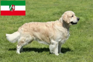 Read more about the article Golden Retriever breeders and puppies in North Rhine-Westphalia