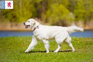 Read more about the article Golden Retriever breeders and puppies in Nouvelle-Aquitaine