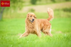 Read more about the article Golden Retriever breeders and puppies in Occitania