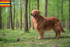 Read more about the article Golden Retriever breeders and puppies in Overijssel