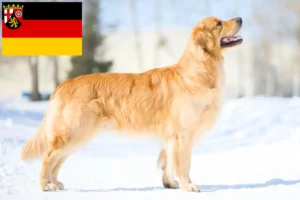 Read more about the article Golden Retriever breeders and puppies in Rhineland-Palatinate