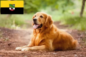 Read more about the article Golden Retriever breeders and puppies in Saxony-Anhalt