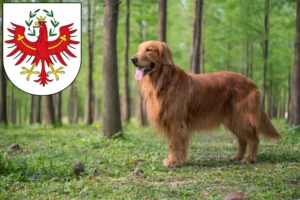 Read more about the article Golden Retriever breeders and puppies in Tyrol