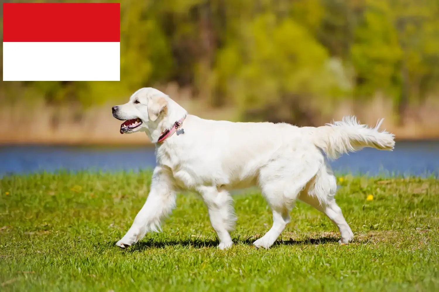 Read more about the article Golden Retriever breeders and puppies in Vienna