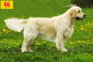 Read more about the article Golden Retriever breeders and puppies in Walloon Region