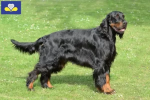 Read more about the article Gordon Setter breeders and puppies in the Brussels-Capital Region