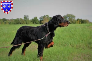 Read more about the article Gordon Setter breeders and puppies in Centre-Val de Loire