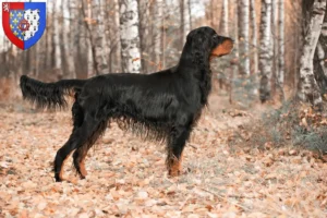 Read more about the article Gordon Setter breeders and puppies in Pays de la Loire