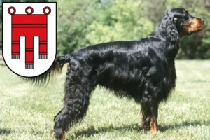 Read more about the article Gordon Setter breeders and puppies in Vorarlberg