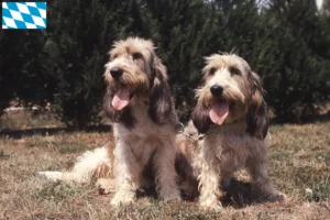 Read more about the article Grand Basset Griffon Vendéen breeders and puppies in Bavaria