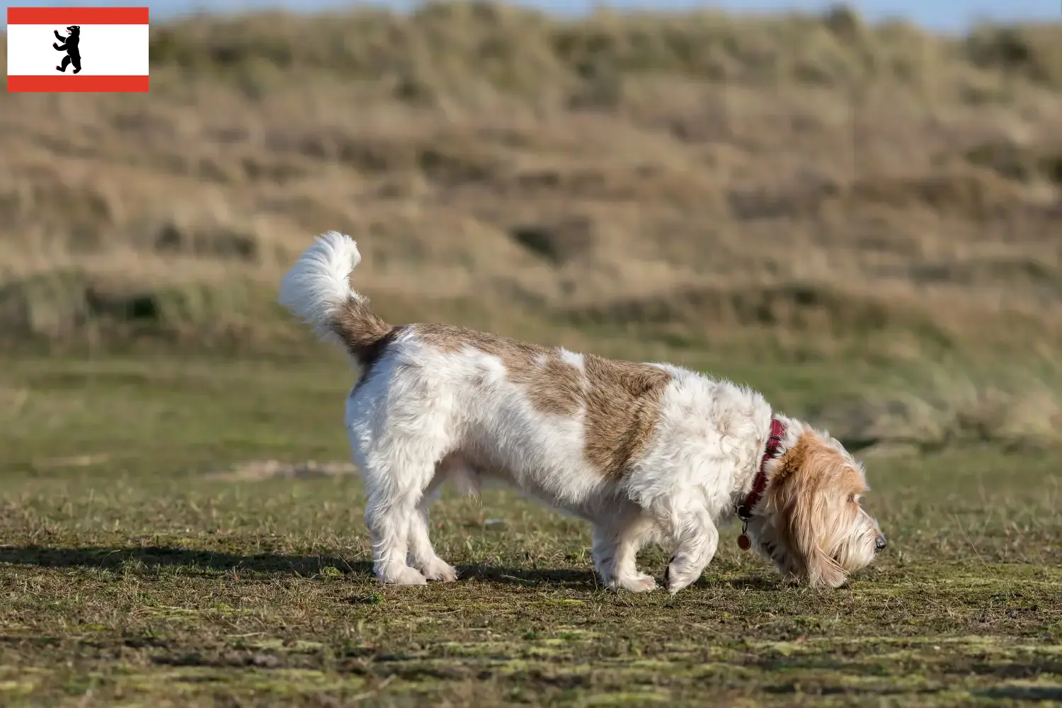 Read more about the article Grand Basset Griffon Vendéen breeders and puppies in Berlin