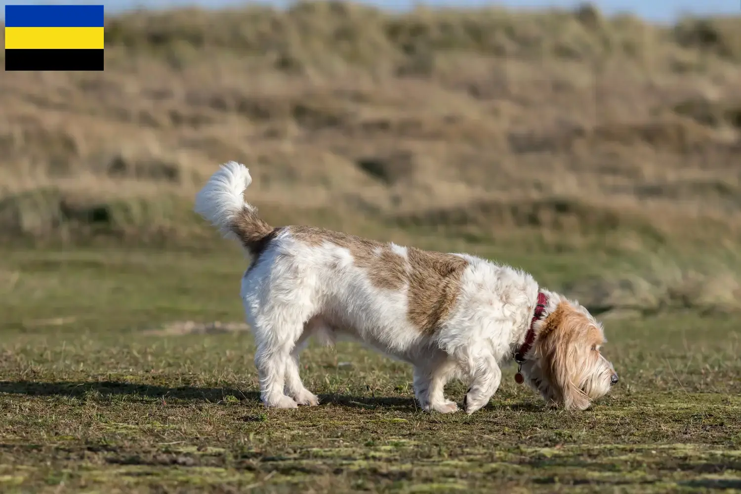 Read more about the article Grand Basset Griffon Vendéen breeders and puppies in Gelderland