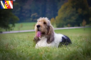 Read more about the article Grand Basset Griffon Vendéen breeders and puppies in Grand Est