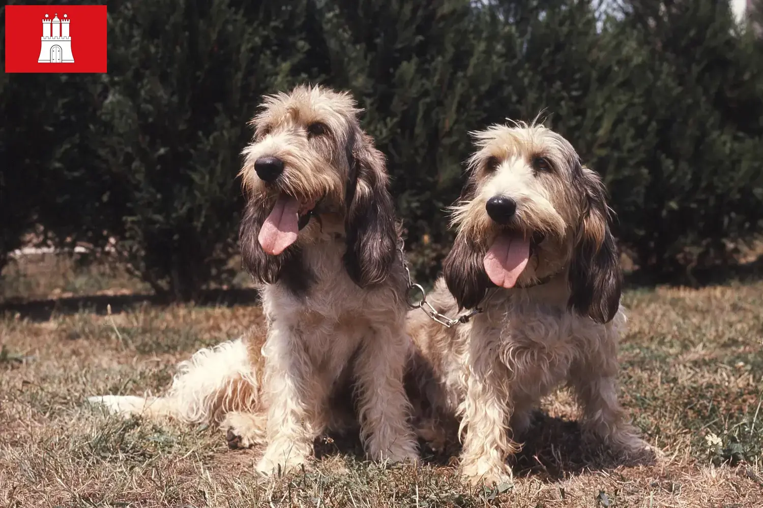 Read more about the article Grand Basset Griffon Vendéen breeders and puppies in Hamburg