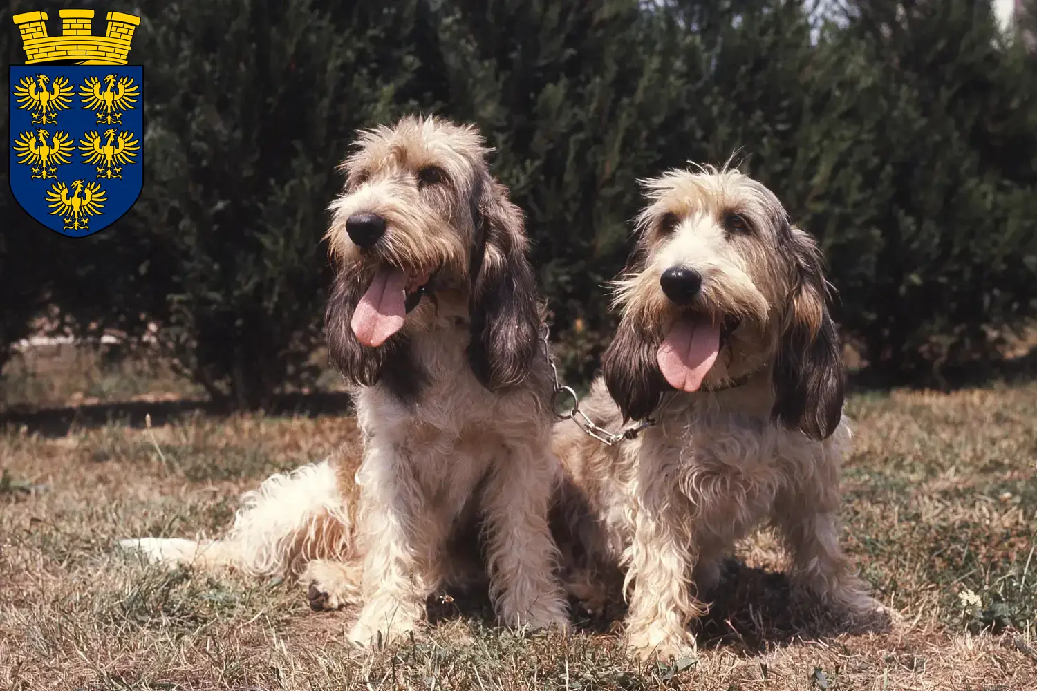 Read more about the article Grand Basset Griffon Vendéen breeders and puppies in Lower Austria