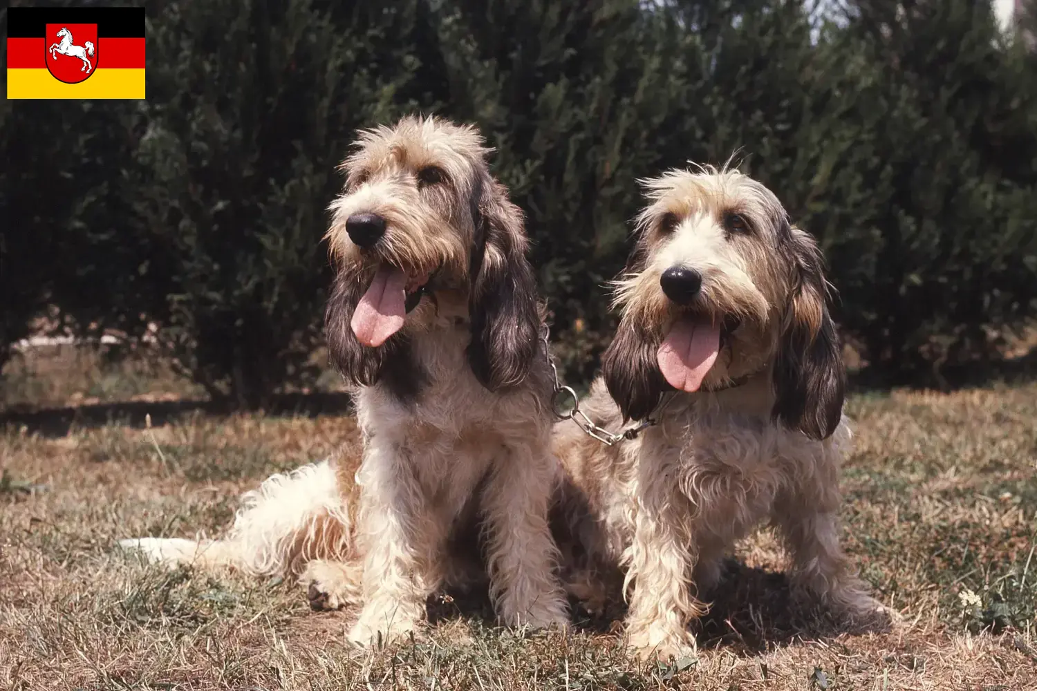 Read more about the article Grand Basset Griffon Vendéen breeders and puppies in Lower Saxony