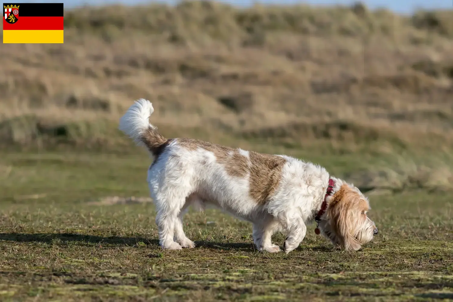 Read more about the article Grand Basset Griffon Vendéen breeders and puppies in Rhineland-Palatinate