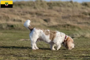 Read more about the article Grand Basset Griffon Vendéen breeders and puppies in Saxony-Anhalt