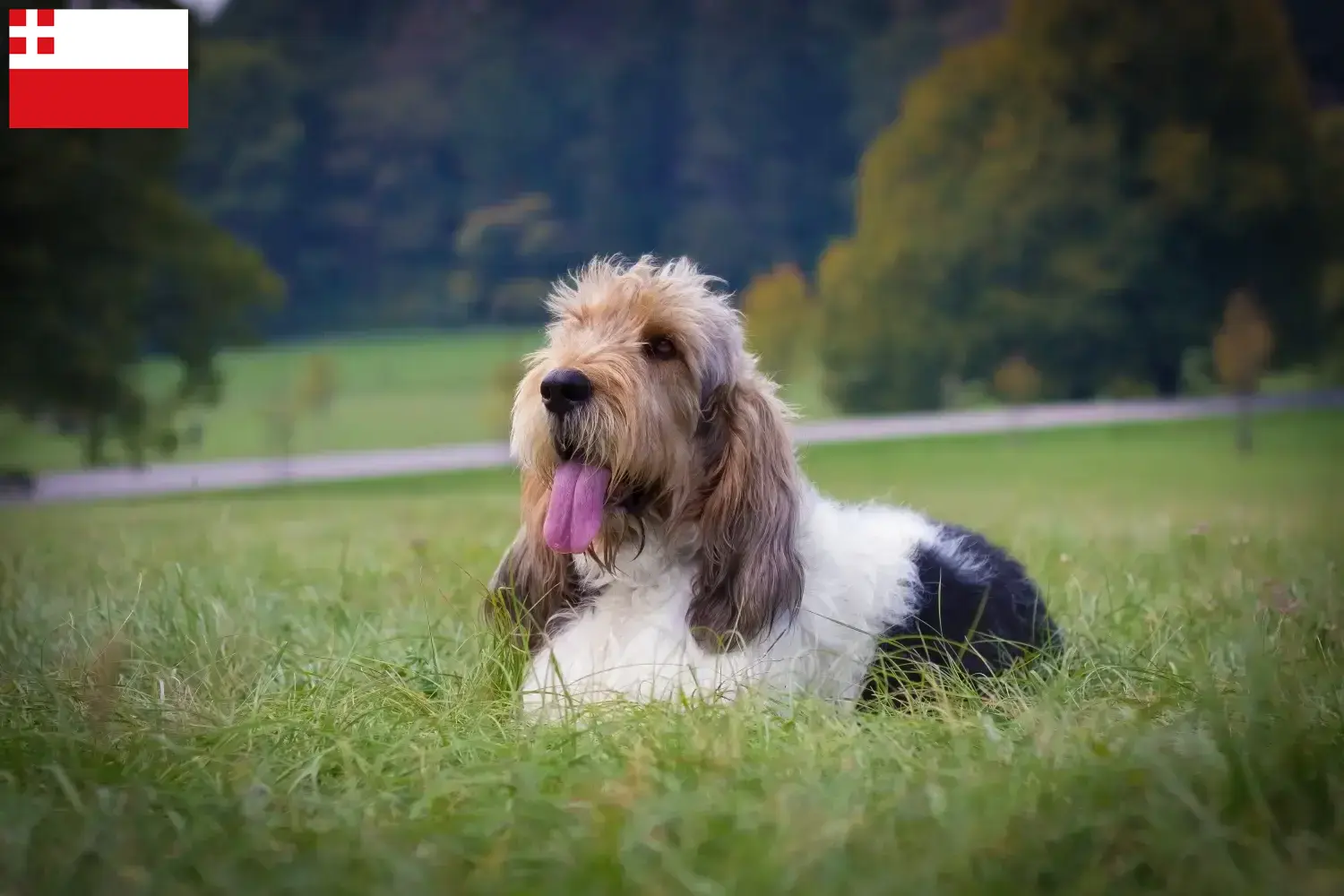 Read more about the article Grand Basset Griffon Vendéen breeders and puppies in Utrecht