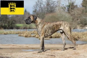 Read more about the article Great Dane breeders and puppies in Baden-Württemberg