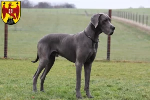 Read more about the article Great Dane breeders and puppies in Burgenland