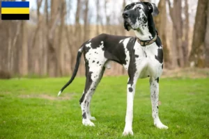 Read more about the article Great Dane breeders and puppies in Gelderland