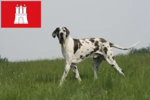 Read more about the article Great Dane breeder and puppies in Hamburg