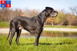 Read more about the article Great Dane breeders and puppies in Hradec Králové