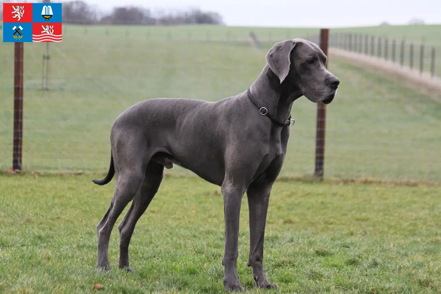 Read more about the article Great Dane breeder and puppies in Karlsbad